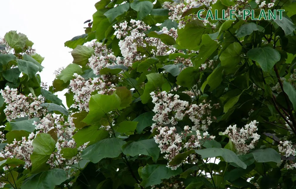 [CBIH8] CATALPA BIGNONIOIDES HOOGSTAM (8-10 cm)