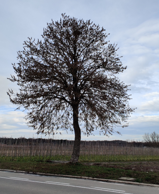 [CCOH6] CORYLUS COLURNA HOOGSTAM (6-8 cm)