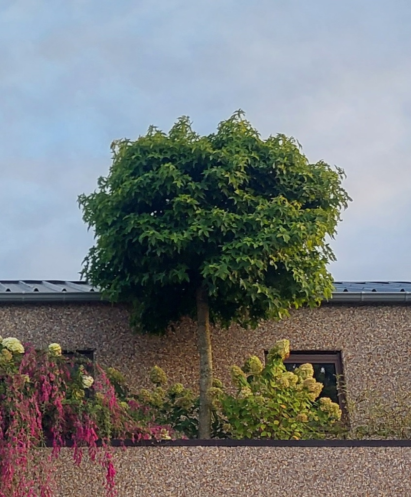 [LSGUH6C] LIQUIDAMBAR STYRACIFLUA 'GUM BALL' HAUTE-TIGE (Pot, 6-8 cm)
