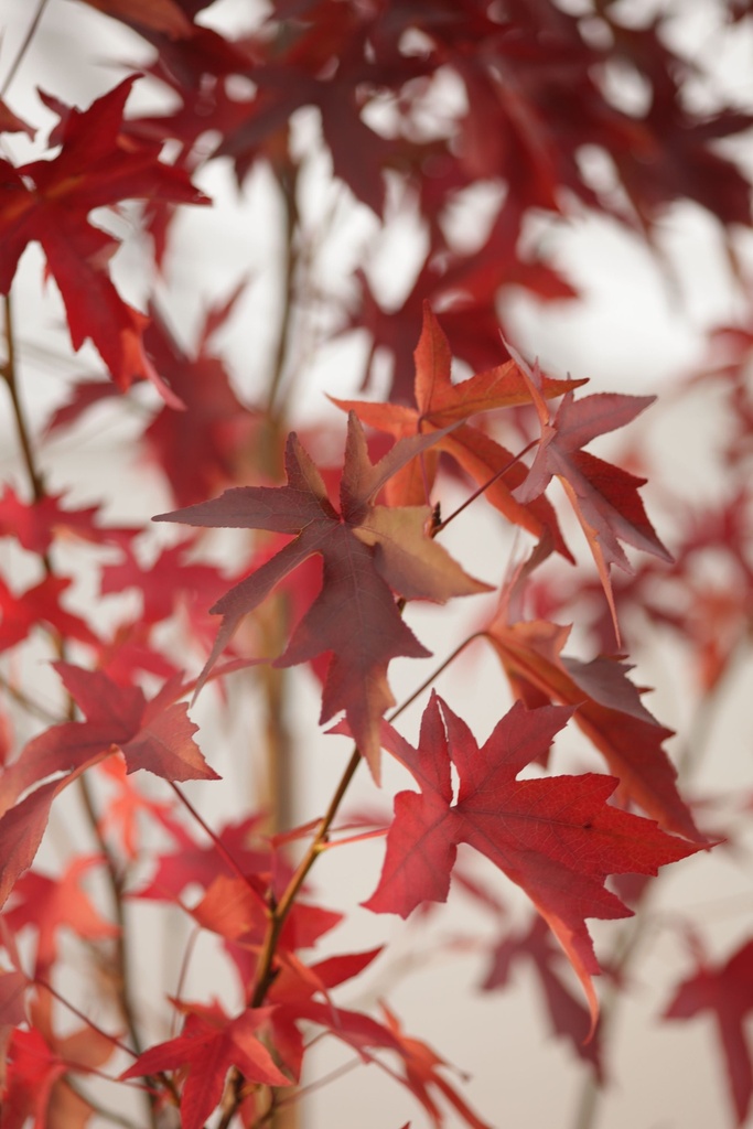[LSWOH6C] LIQUIDAMBAR STYRACIFLUA 'WORPLESDON' HOOGSTAM (Kluit, 6-8 cm)