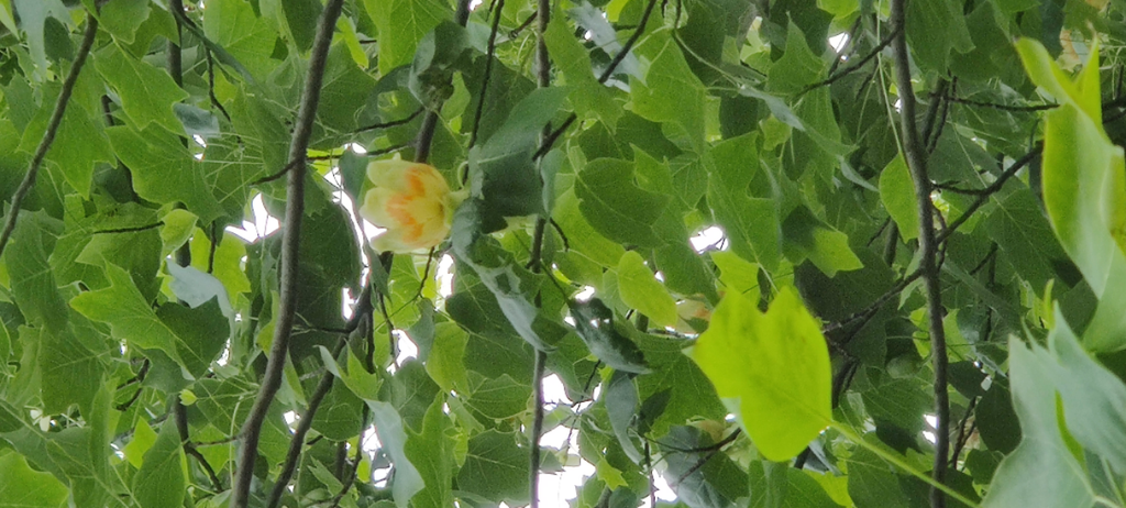 [LTUH6] LIRIODENDRON TULIPIFERA HAUT-TIGE (Motte, 6-8 cm)