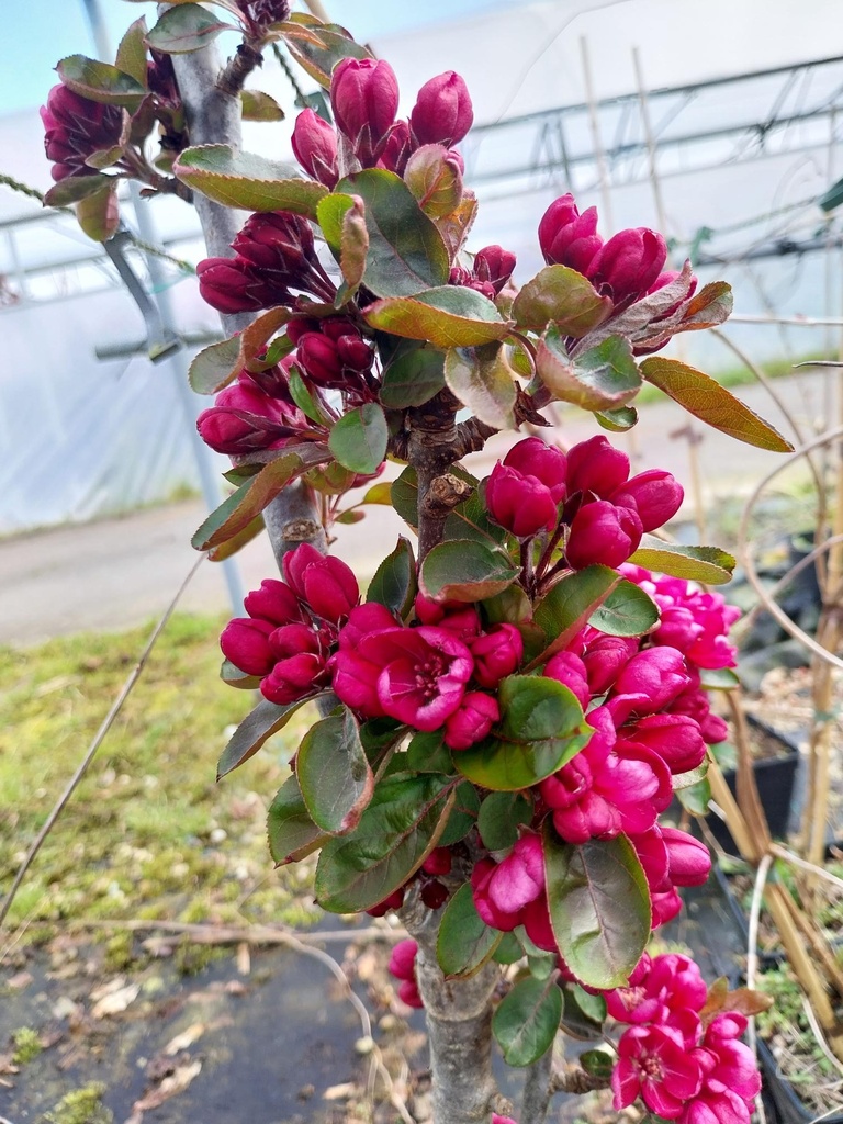 [MAP150C] MALUS APPOLLO (150-175 cm)