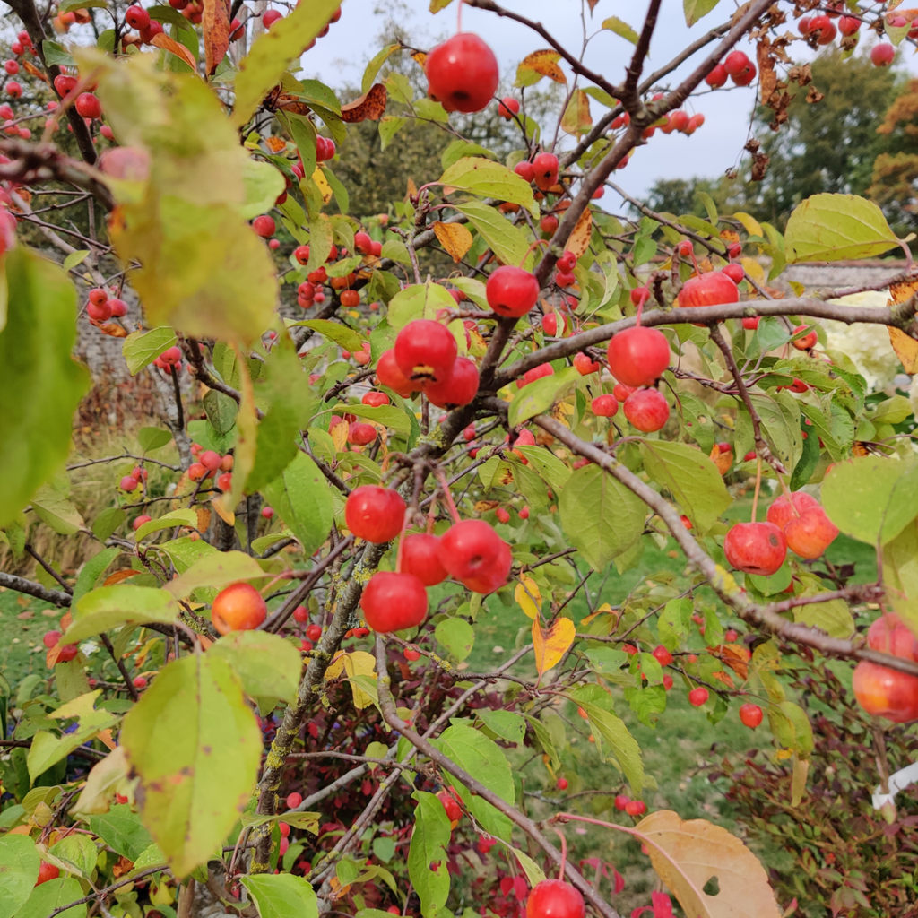 [MEVH6] MALUS 'EVERESTE' HOOGSTAM (Blote wortel, 6-8 cm)