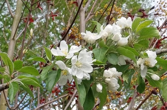 [MJDOH8] MALUS 'JOHN DOWNIE' HOOGSTAM
