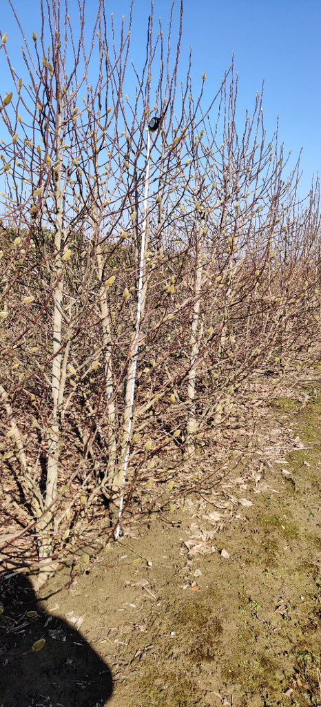 [MKOH8] MAGNOLIA KOBUS HOOGSTAM (Kluit, 8-10 cm)