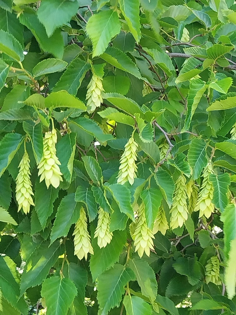 [OCAH8] OSTRYA CARPINIFOLIA HOOGSTAM