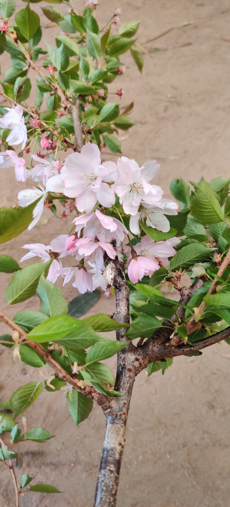 [PACCHA] PRUNUS 'ACCOLADE' HALFSTAM (Blote wortel)