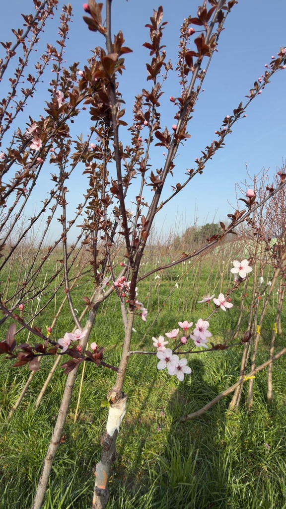 [PCNIH6] PRUNUS CERASIFERA 'NIGRA' HOOGSTAM (Blote wortel, 6-8 cm)