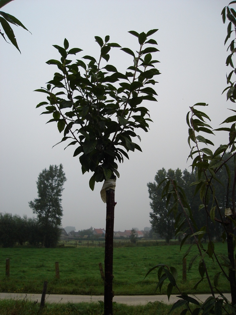[PEUMH8] PRUNUS EMINENS 'UMBRACULIFERA' HAUT-TIGE (Racines nues, 8-10 cm)