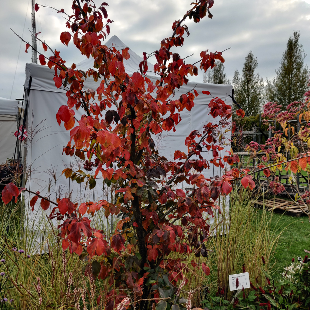 [PPE200] PARROTIA PERSICA (Kluit, 200-250 cm)