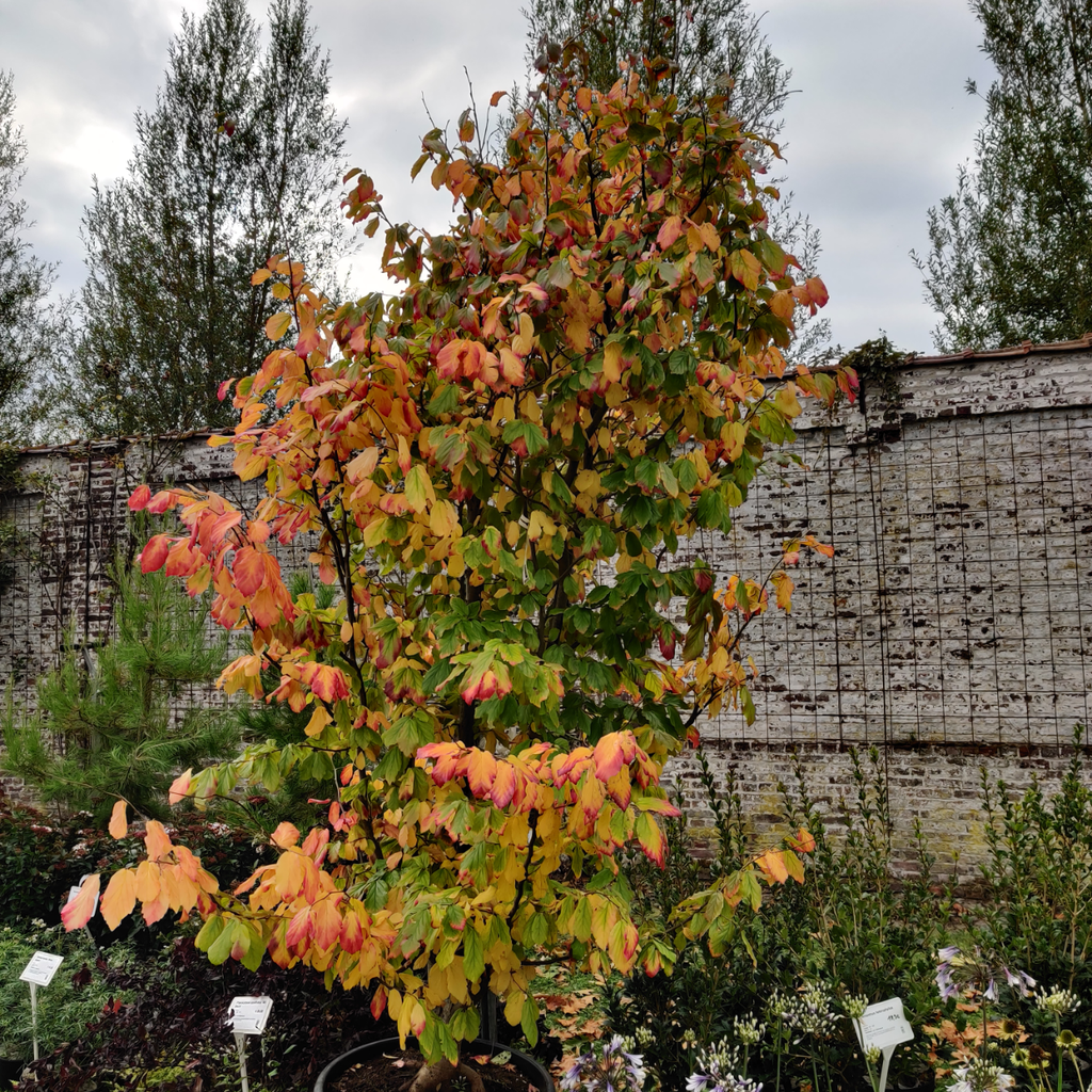 [PPVAH8] PARROTIA PERSICA 'VANESSA' HOOGSTAM (8-10 cm)