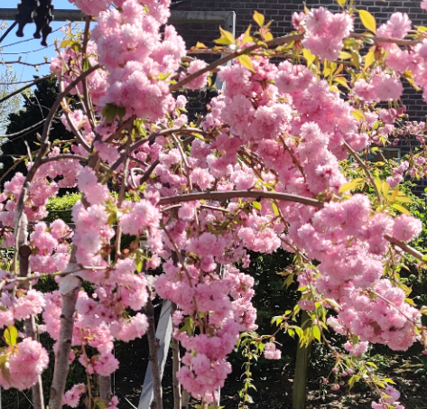 [PSKSHHA1] PRUNUS 'KIKU-SHIDARE-ZAKURA' HALFSTAM (Blote wortel, 6-8 cm)