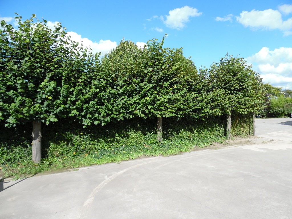 [TEPAH6] TILIA EUROPAEA 'PALLIDA' HOOGSTAM (Blote wortel, 6-8 cm)