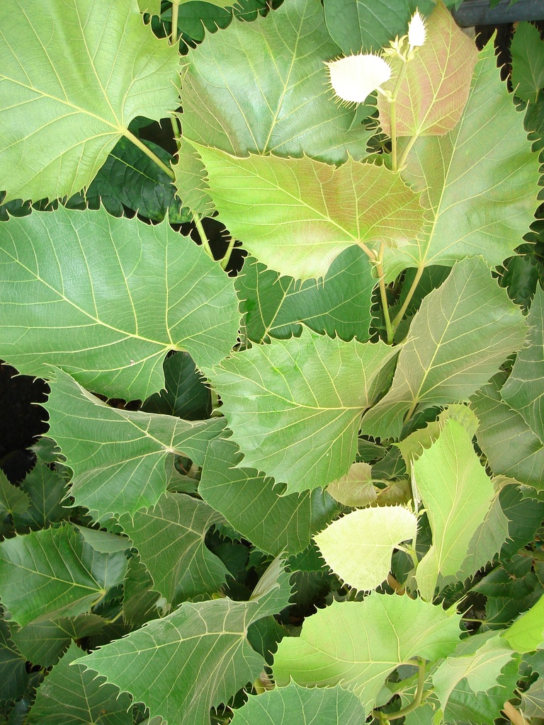 [THENH8] TILIA HENRYANA HOOGSTAM (8-10 cm)