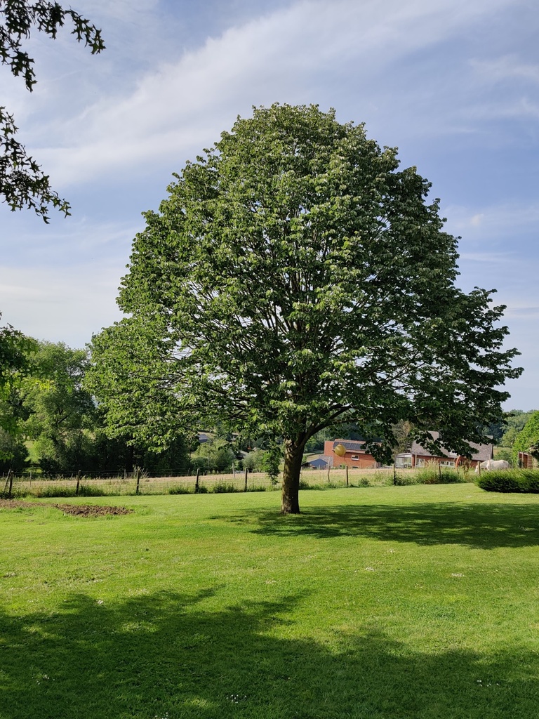 [TTBRH8] TILIA TOMENTOSA 'BRABANT' HAUTE-TIGE (Racines nues, 8-10 cm)