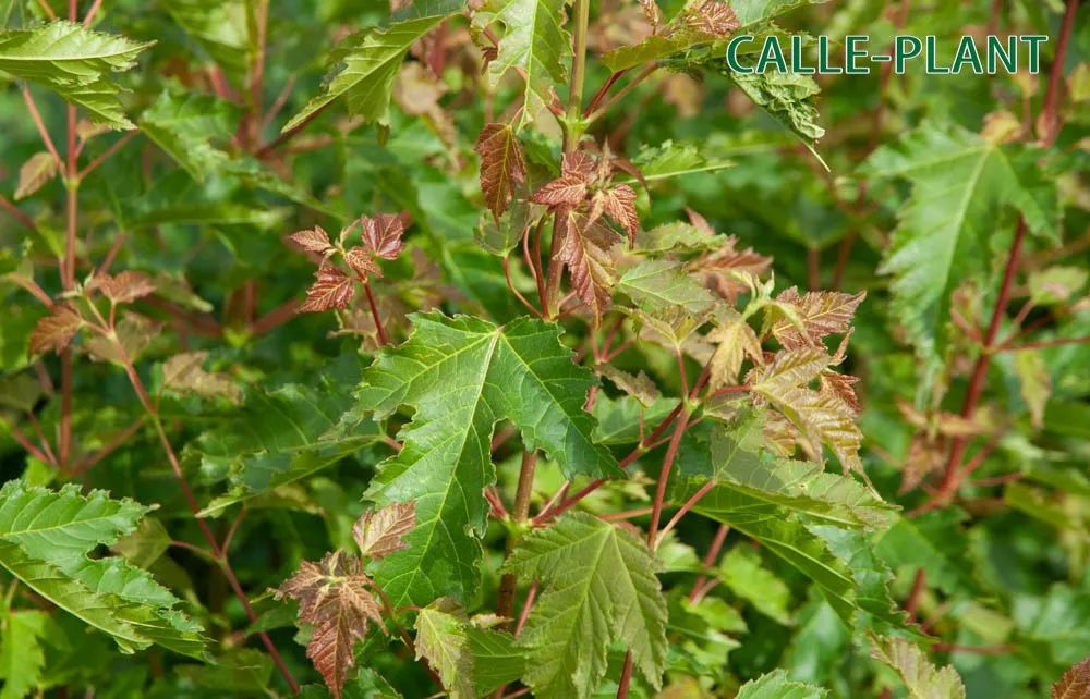 [ATGIB60] ACER TATARICUM GINNALA (Blote wortel, 60-100 cm)