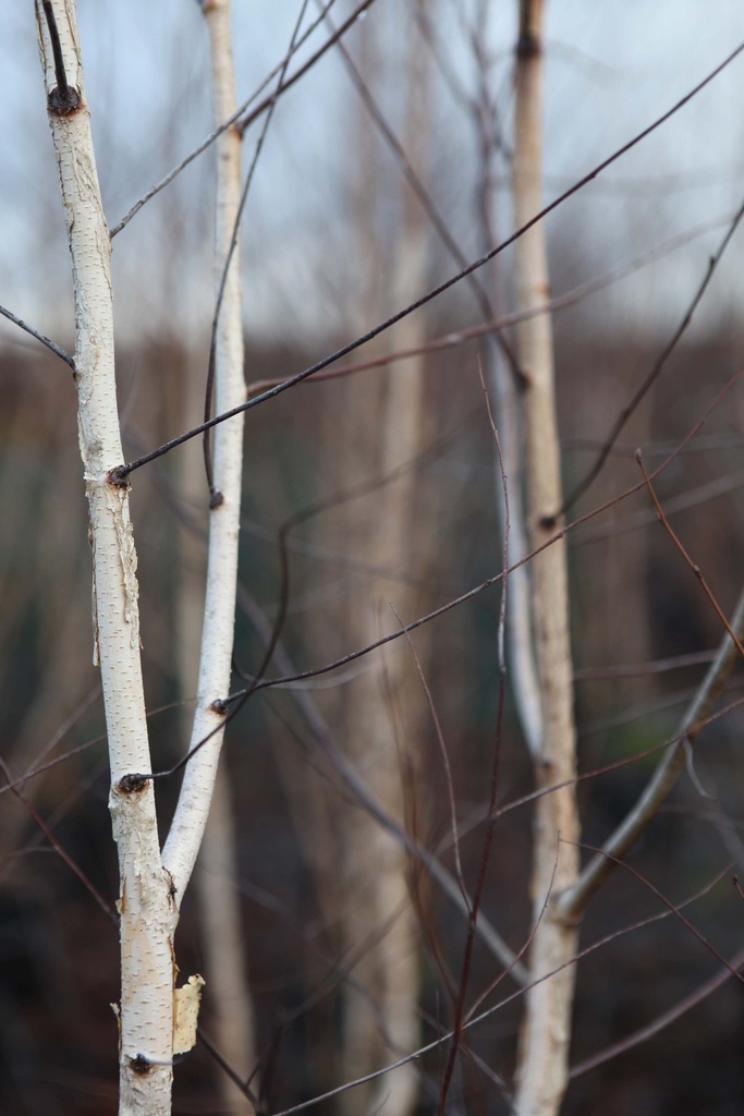 BETULA PENDULA