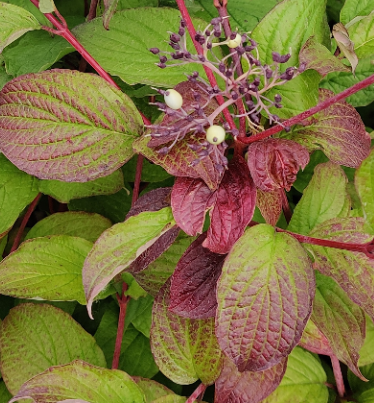 [CALB2] CORNUS ALBA