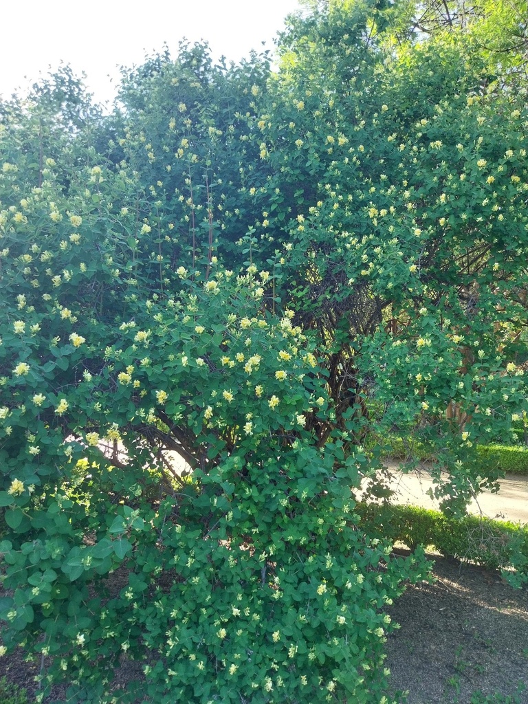 [LXYB50] LONICERA XYLOSTEUM