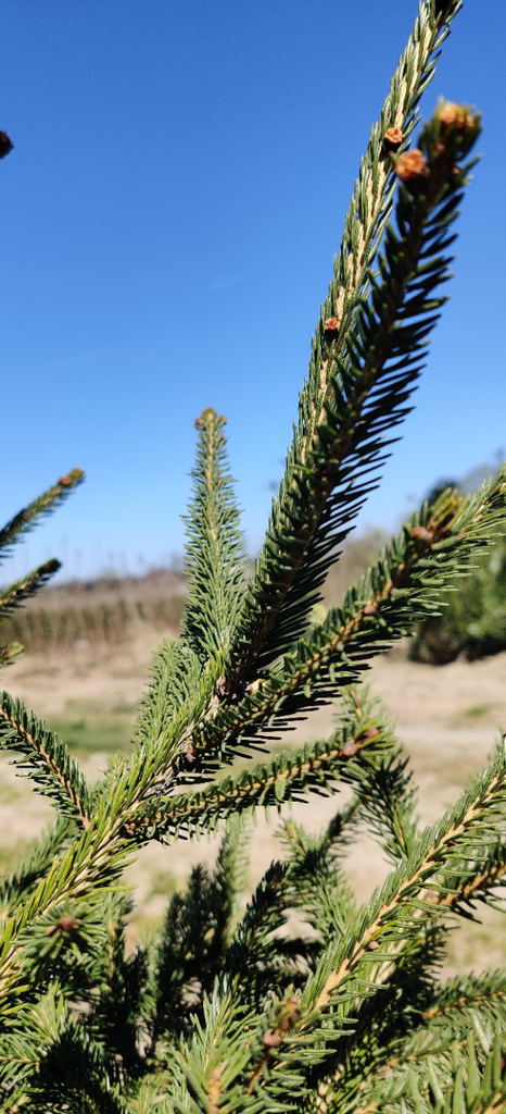 [PABB30] PICEA ABIES (30-40 cm)