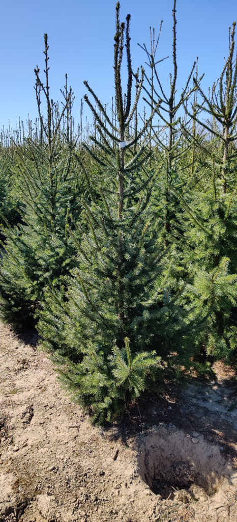 [POMBO30] PICEA OMORIKA JEUNES PLANTS (30-40 cm)