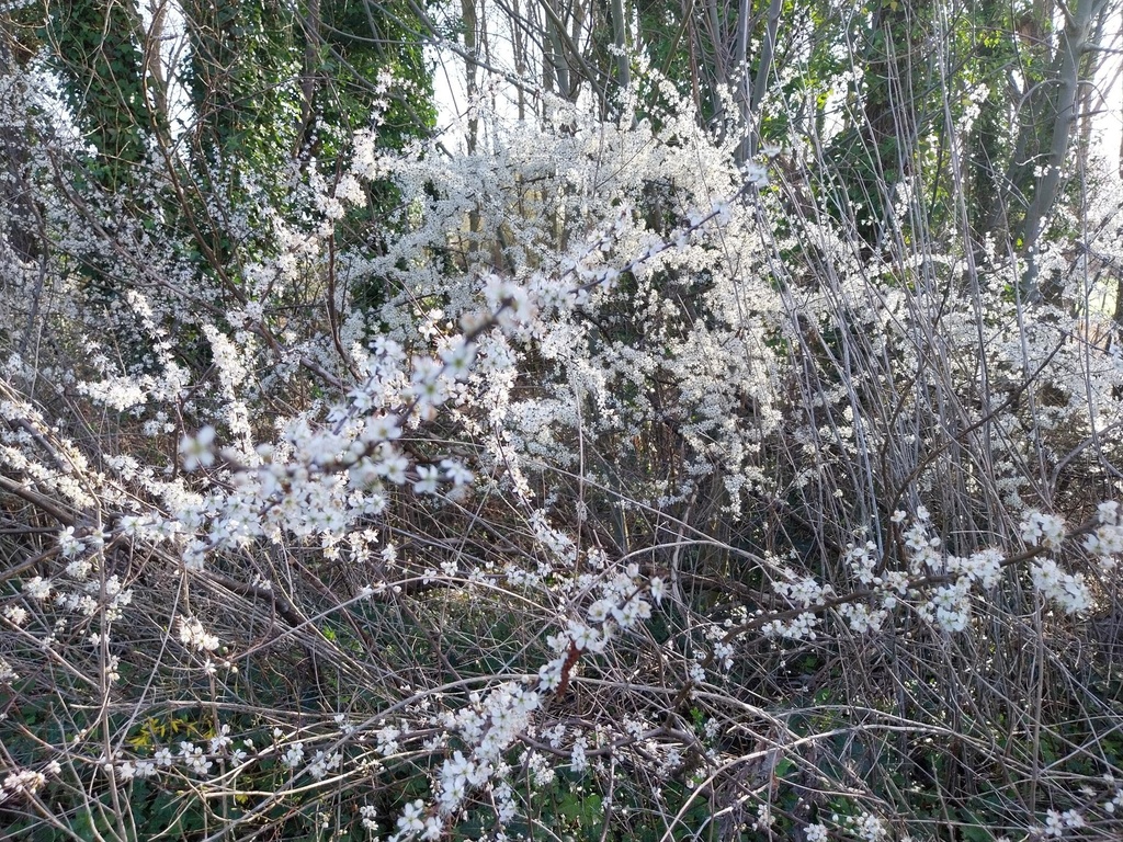 [PSPB40] PRUNUS SPINOSA (40-60 cm)