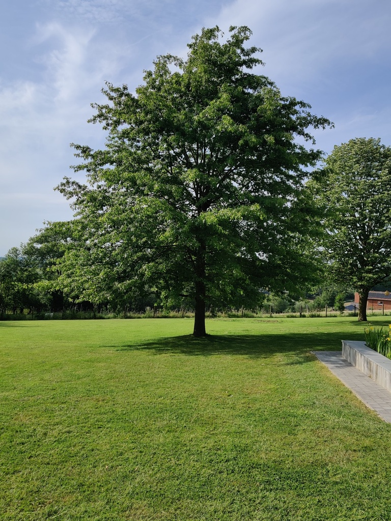 [QPAB2] QUERCUS PALUSTRIS