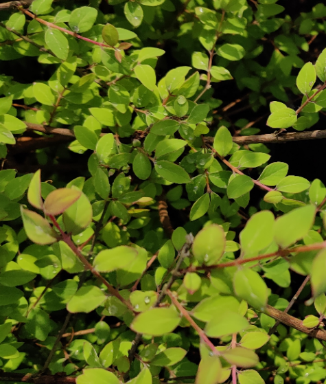 [SCHA2] SYMPHORICARPOS CHENAULTII 'HANCOCK' (Racines nues)