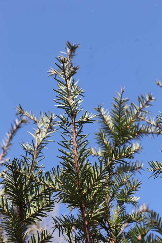 [TBABO30] TAXUS BACCATA (Racines nues, 30-40 cm)