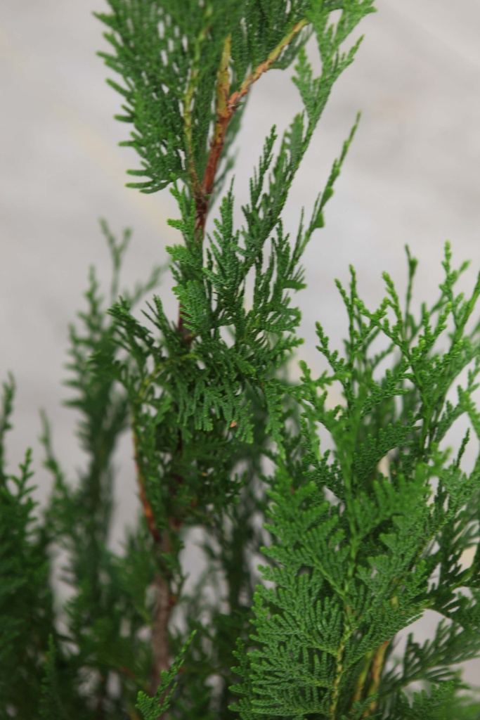 [TPAT100KL] THUJA PLICATA 'ATROVIRENS' (Motte, 100-125 cm)