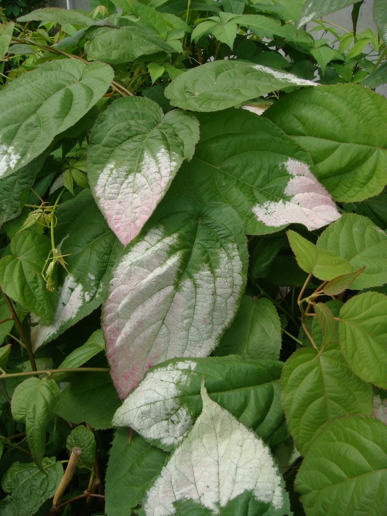 ACTINIDIA KOLOMIKTA