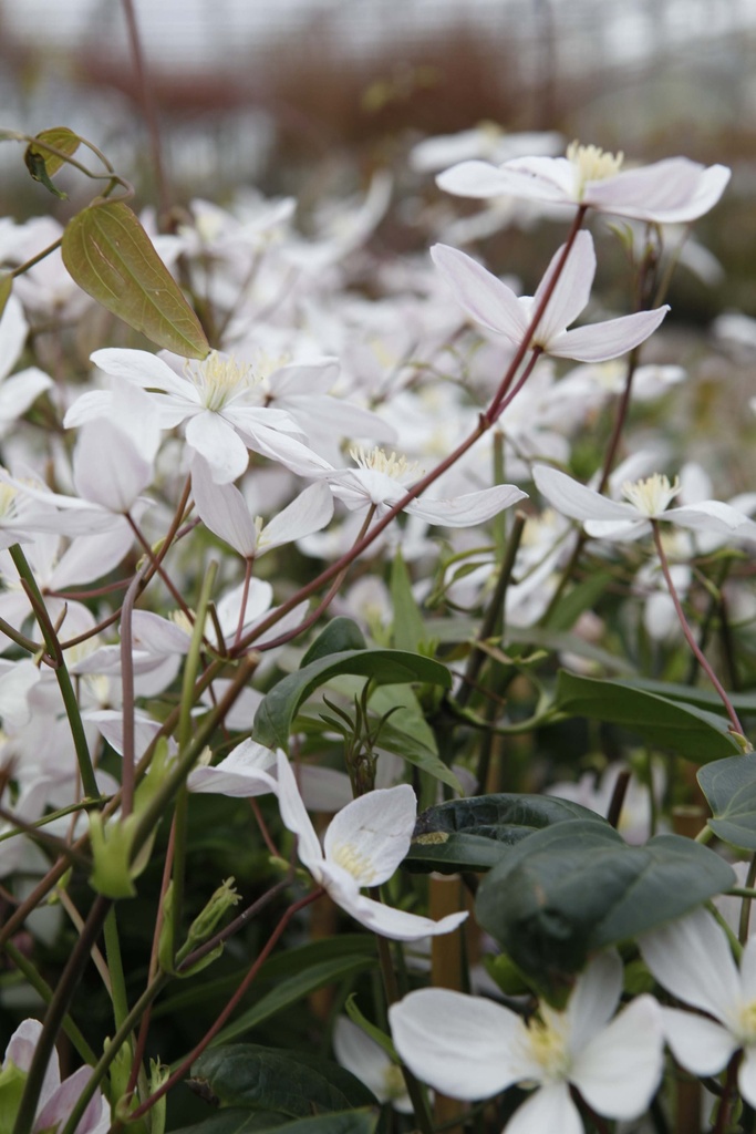 CLEMATIS ARMANDII 'APPLE BLOSSOM'