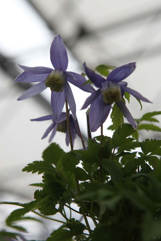 CLEMATIS ALPINA