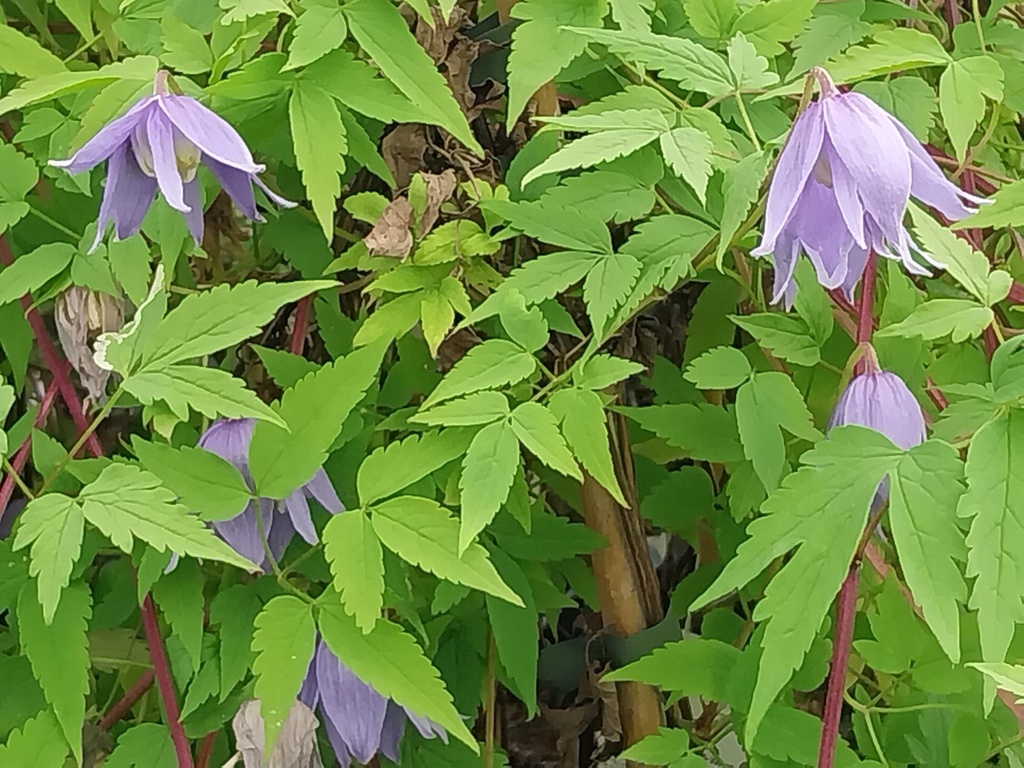 [CALP3] CLEMATIS ALPINA (Pot 2 litres, 80-100 cm)