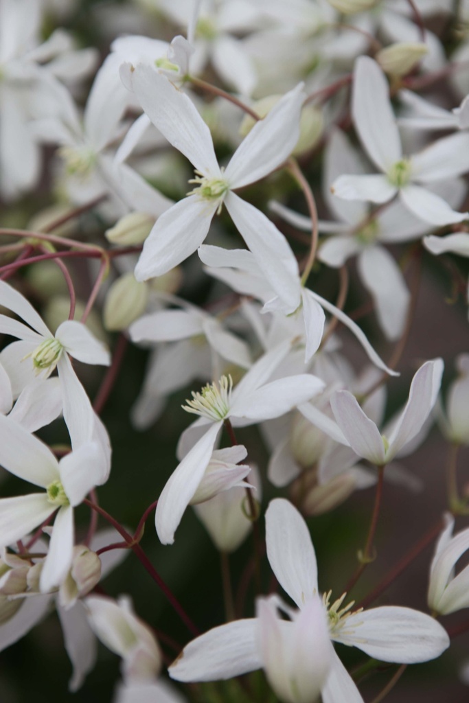 [CARM3] CLEMATIS ARMANDII (Pot 2 litres, 80-100 cm)