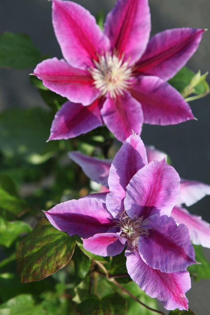 [CDRU3] CLEMATIS 'DR RUPPEL' (Pot 2 litres, 80-100 cm)