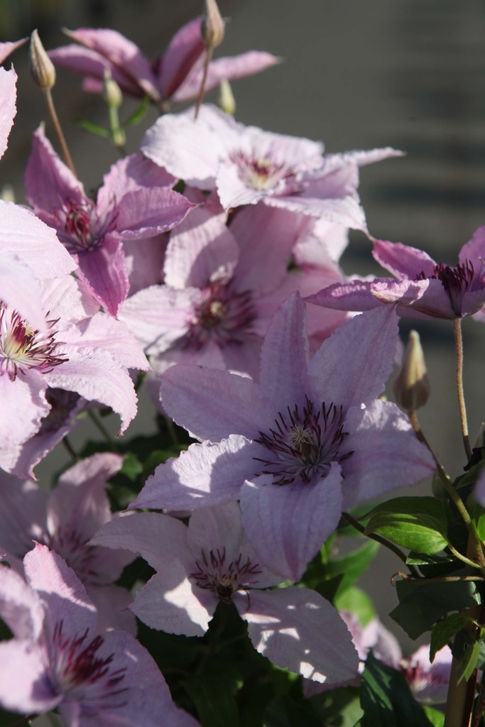 [CHHY3] CLEMATIS 'HAGLEY HYBRID' (Pot 2 litres, 80-100 cm)