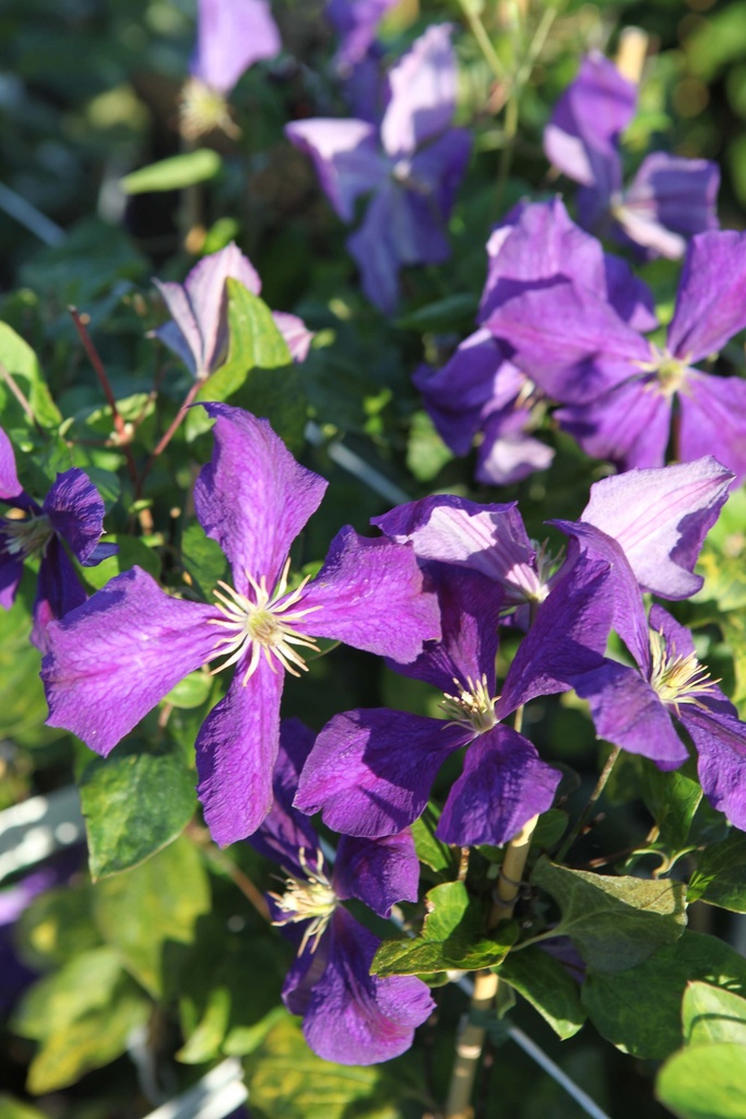 CLEMATIS 'JACKMANII'