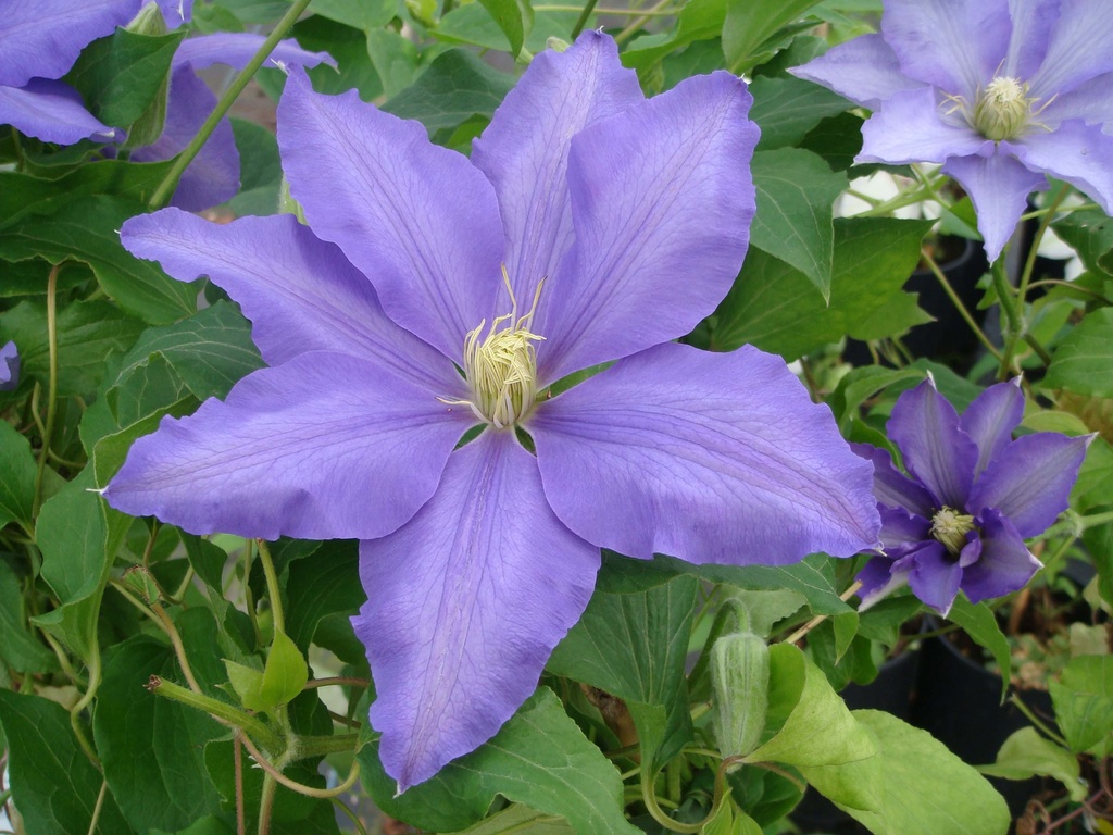 CLEMATIS 'LASURSTERN'