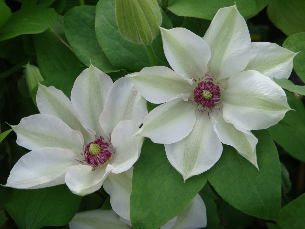 [CMBA3] CLEMATIS 'MISS BATEMAN' (Pot 2 liter, 80-100 cm)