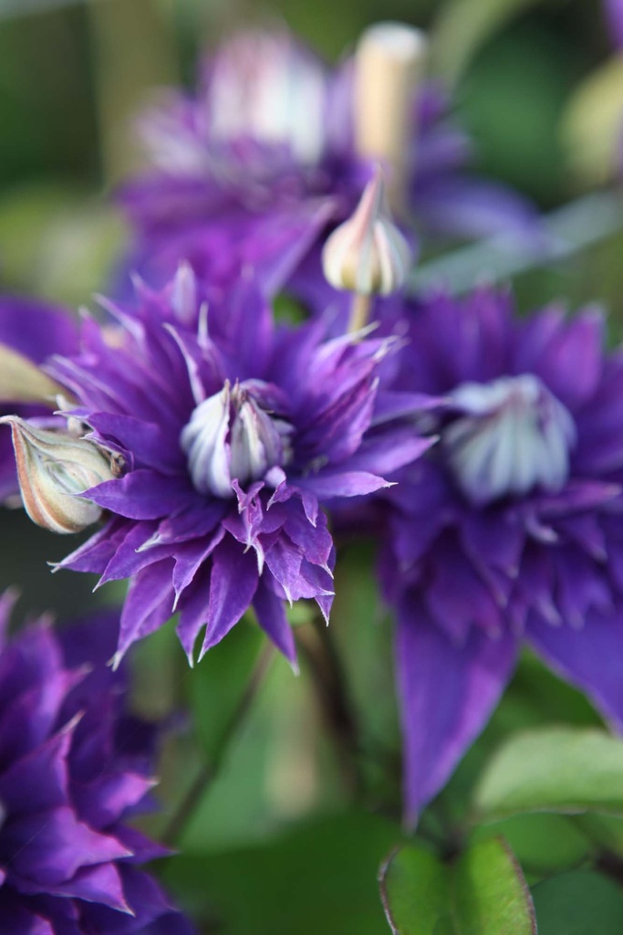 [CMBL3] CLEMATIS 'MULTI BLUE' (Pot 2 litres, 80-100 cm)