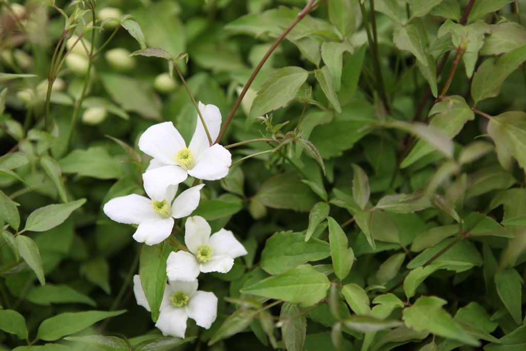 [CMGR3] CLEMATIS MONTANA GRANDIFLORA