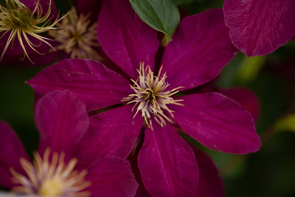 [CNI3] CLEMATIS 'NIOBE' (Pot 2 liter, 80-100 cm)