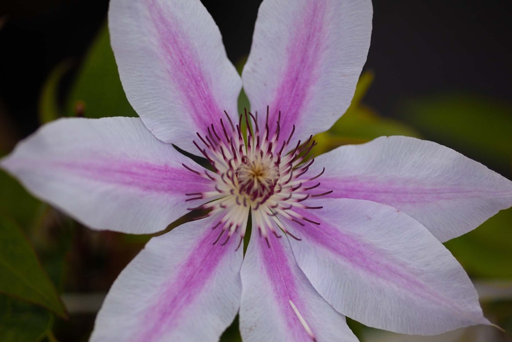[CNMO3] CLEMATIS 'NELLY MOSER' (Pot 2 litres, 80-100 cm)