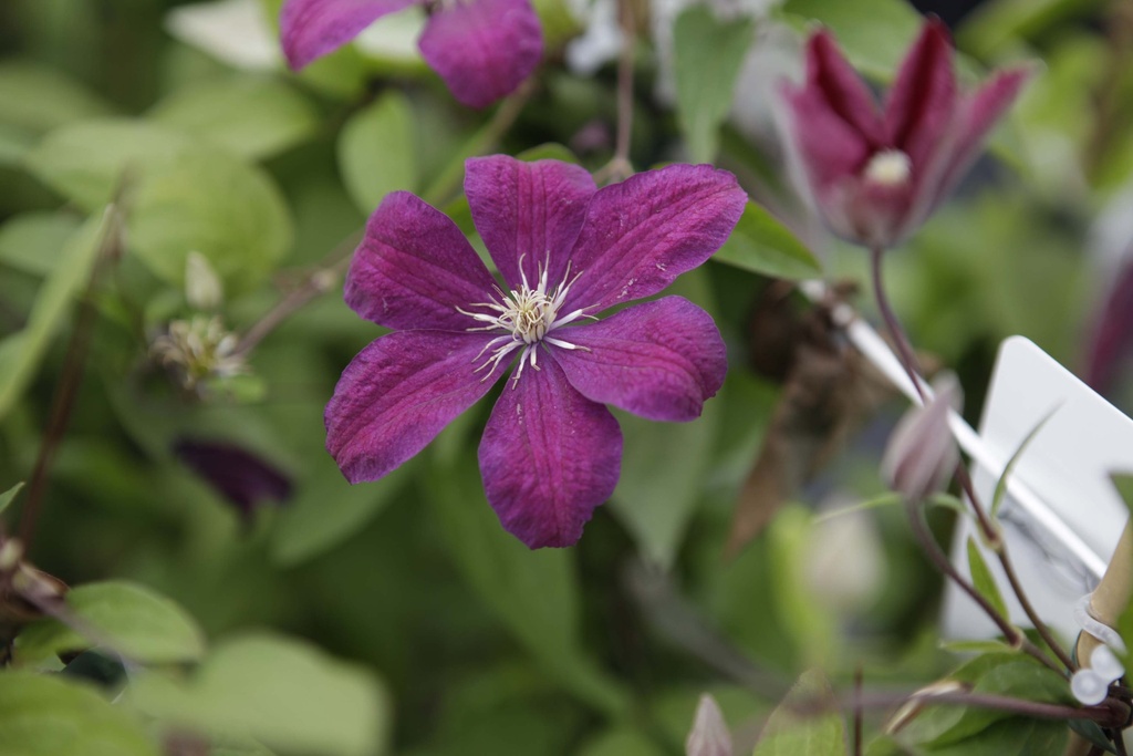 [CRCA3] CLEMATIS 'ROUGE CARDINAL' (Pot 2 liter, 80-100 cm)