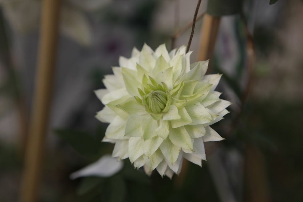 CLEMATIS FLORIDA SIEBOLDIANA