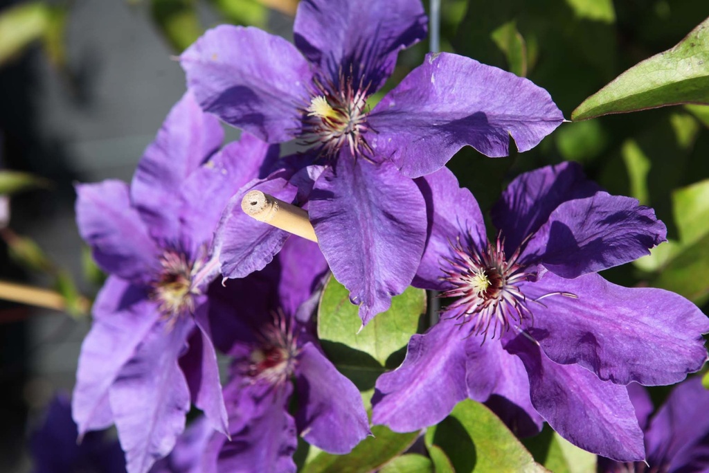 CLEMATIS 'THE PRESIDENT'