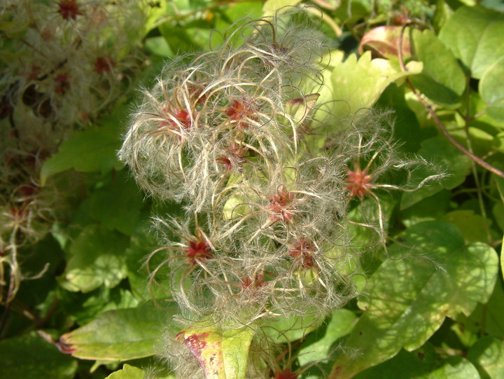 [CVI3] CLEMATIS VITALBA (Pot 2 litres, 80-100 cm)