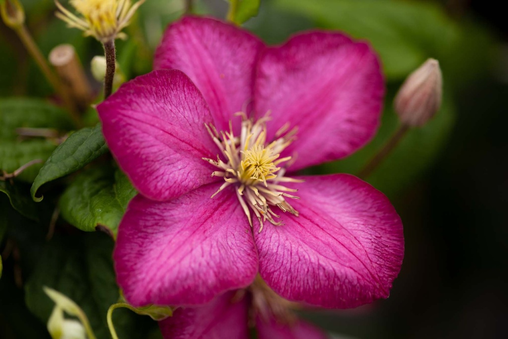 [CVLY3] CLEMATIS 'VILLE DE LYON' (Pot 2 liter, 80-100 cm)