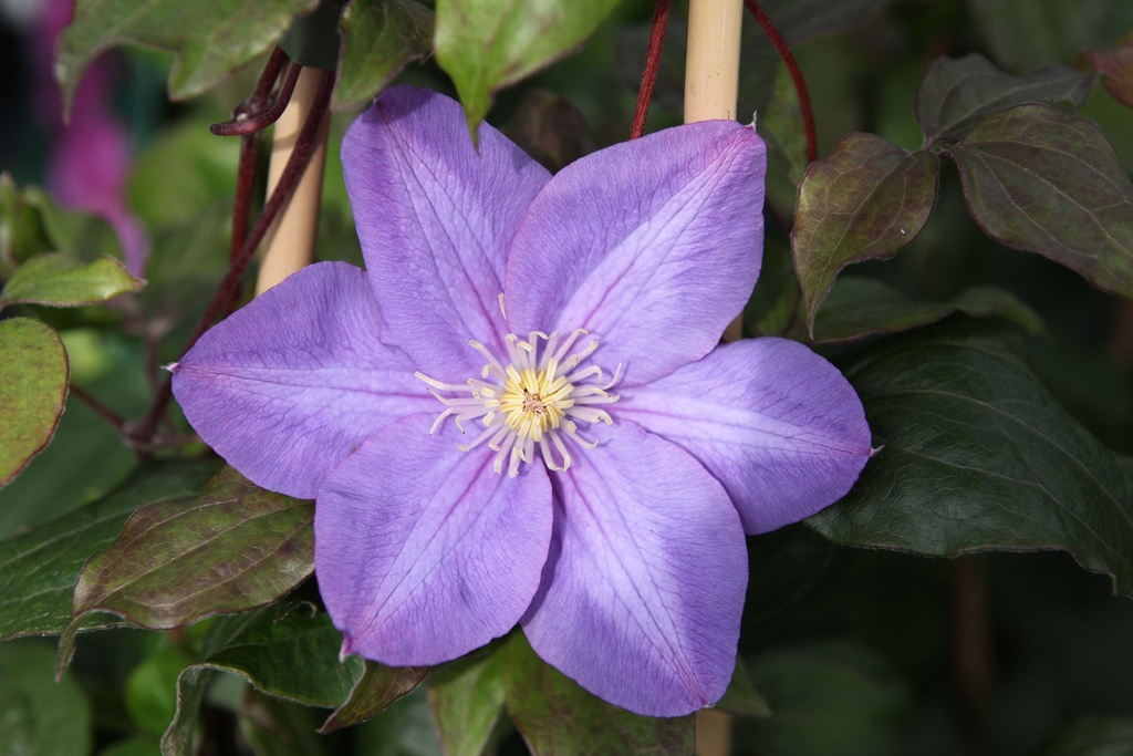 [CVPE3] CLEMATIS 'VYVYAN PENNELL' (Pot 2 litres, 80-100 cm)